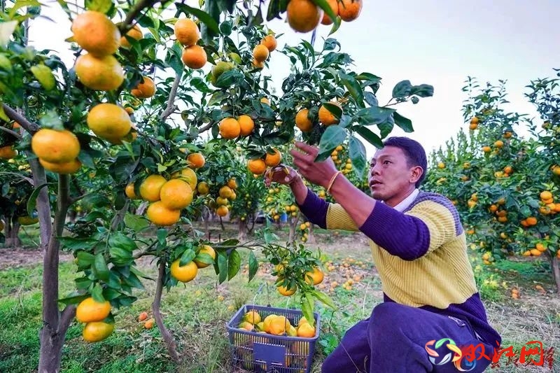 勐库：“金果果”铺就产业致富路