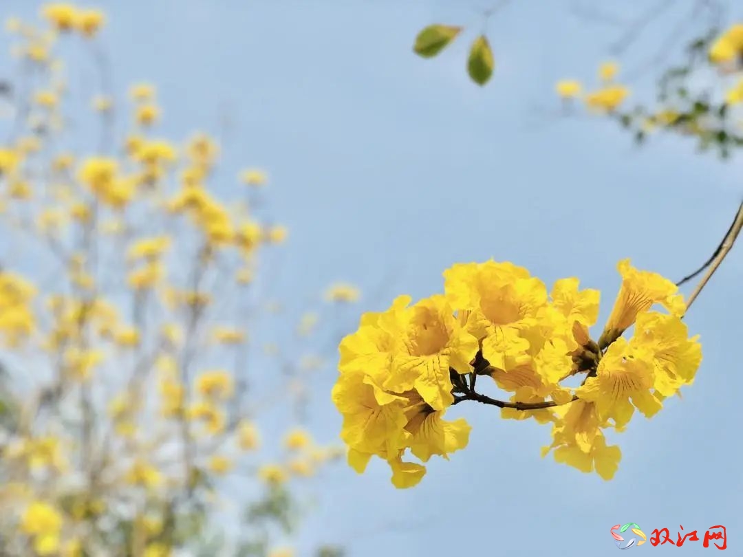 小城花开——黄花风铃木