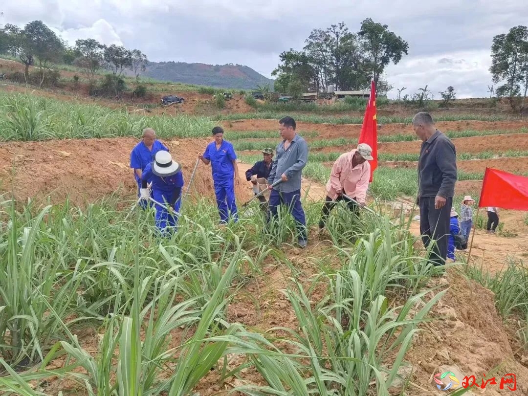 双江大文：耕耘“甜蜜事业”助力乡村振兴